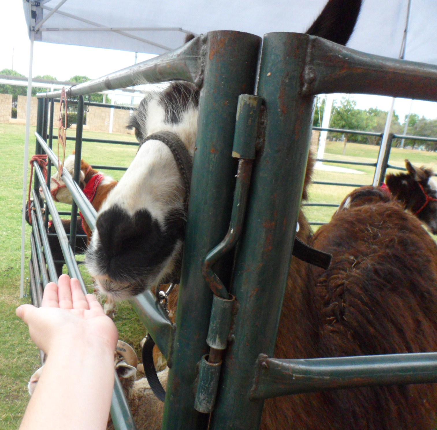 Me feeding the Llama, I actually ended up using all of JT's food because he was kind of scared and didn't want to feed them after all.