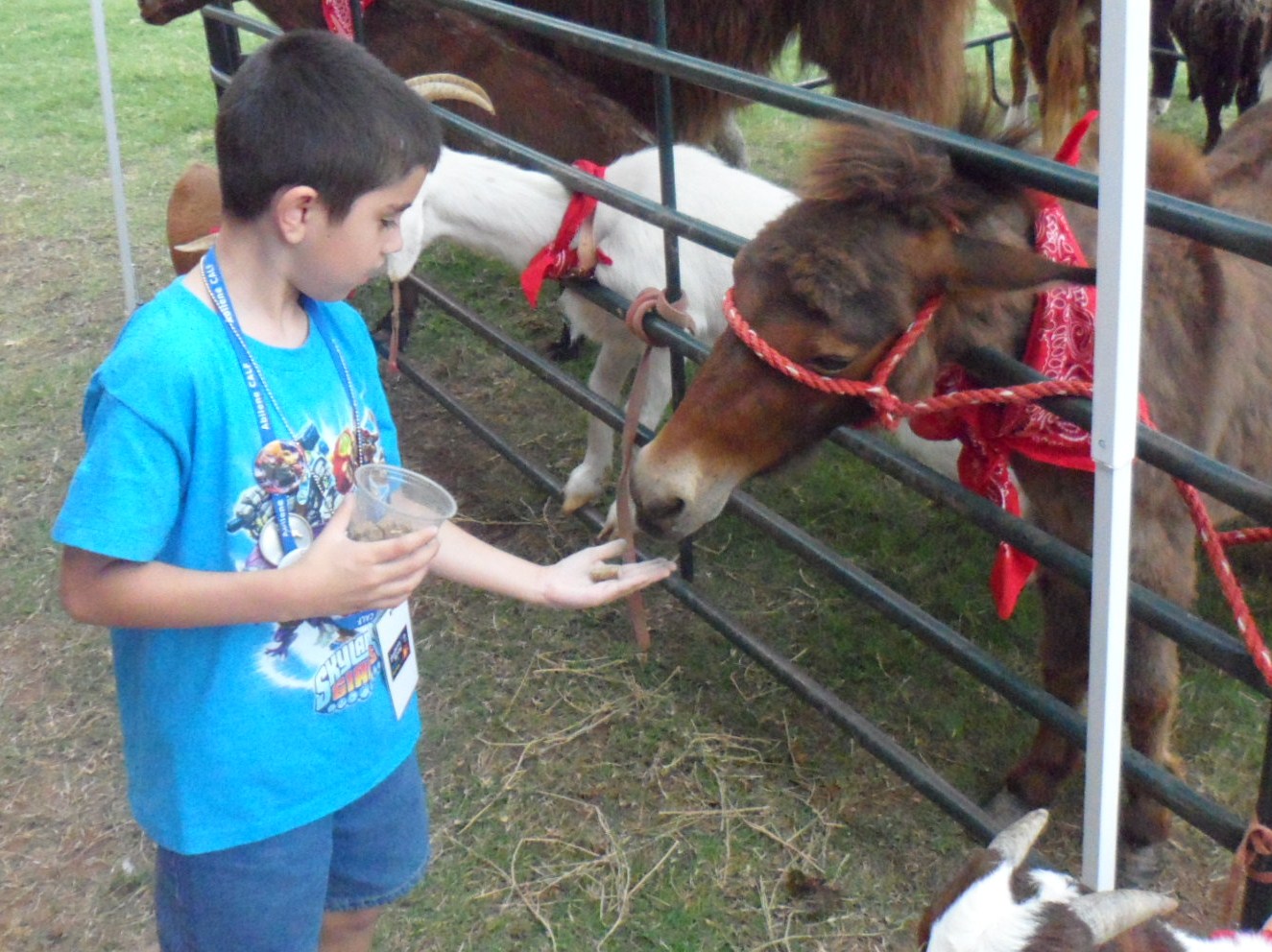 Connor feeding the miniature horse
