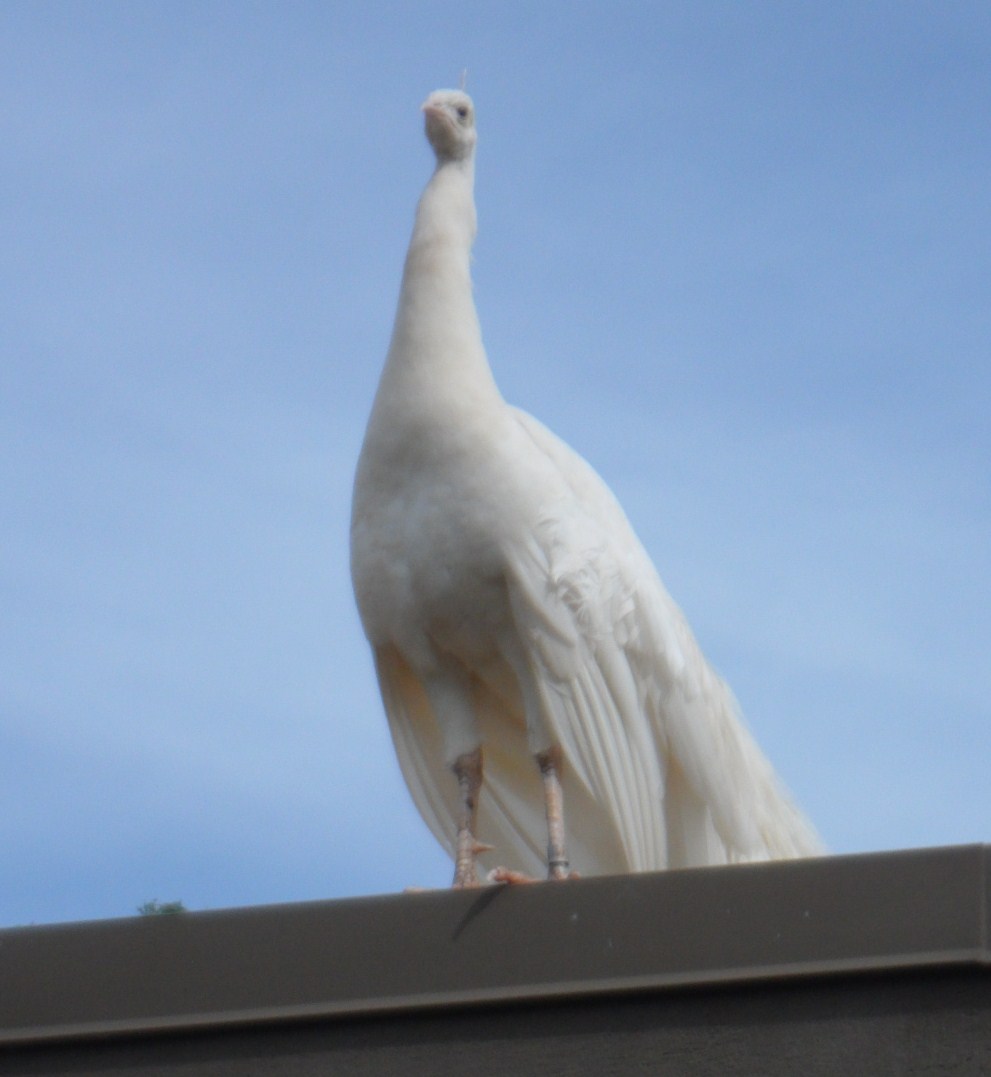 This white peacock was hanging out on top of a building.