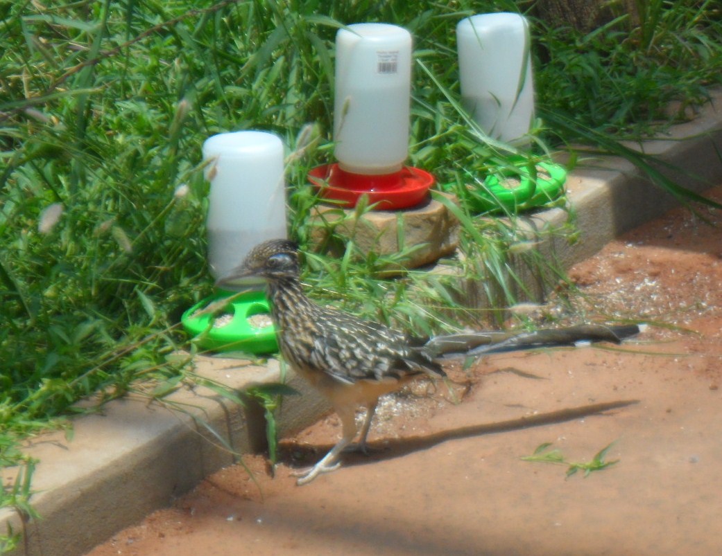 This is the Greater Roadrunner, he was just running around...he had a cage but he wasn't in it...I'm not sure if he was supposed to be in there or not but it had his name on it.