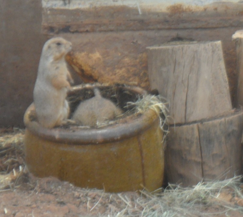 Prarie Dogs