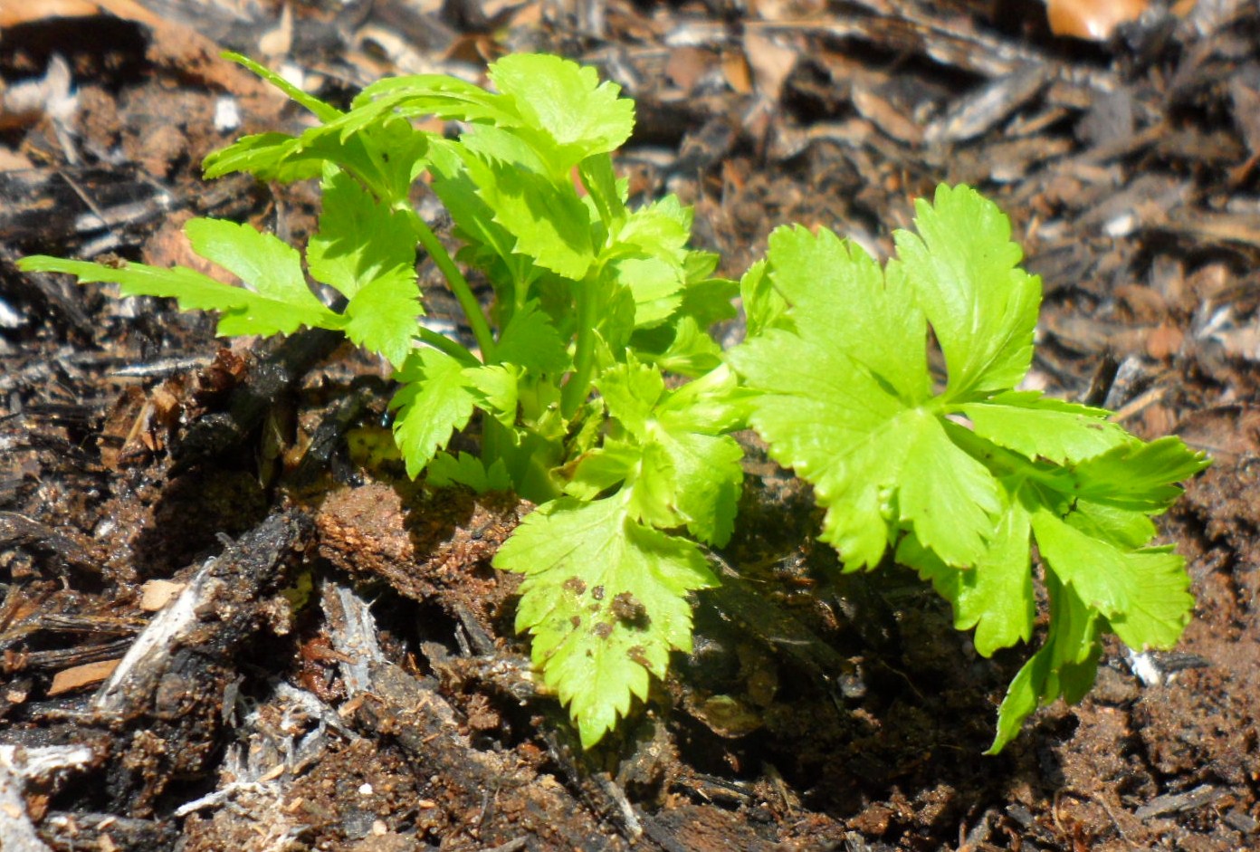 Here is the celery just after it was planted in the ground.