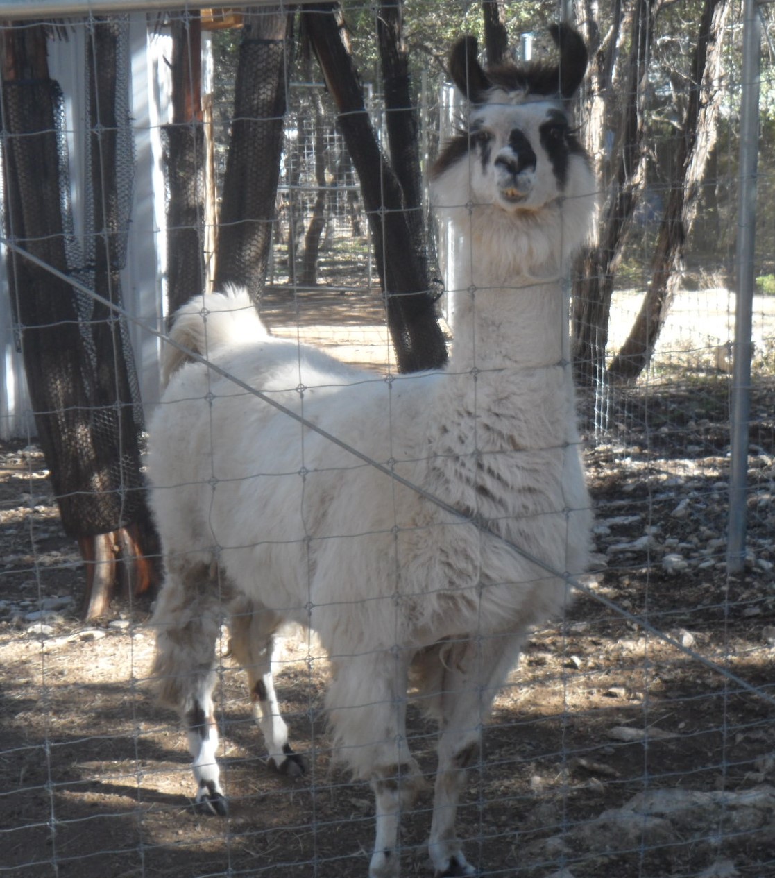 Connor was sad because there was no feed left for the llama.