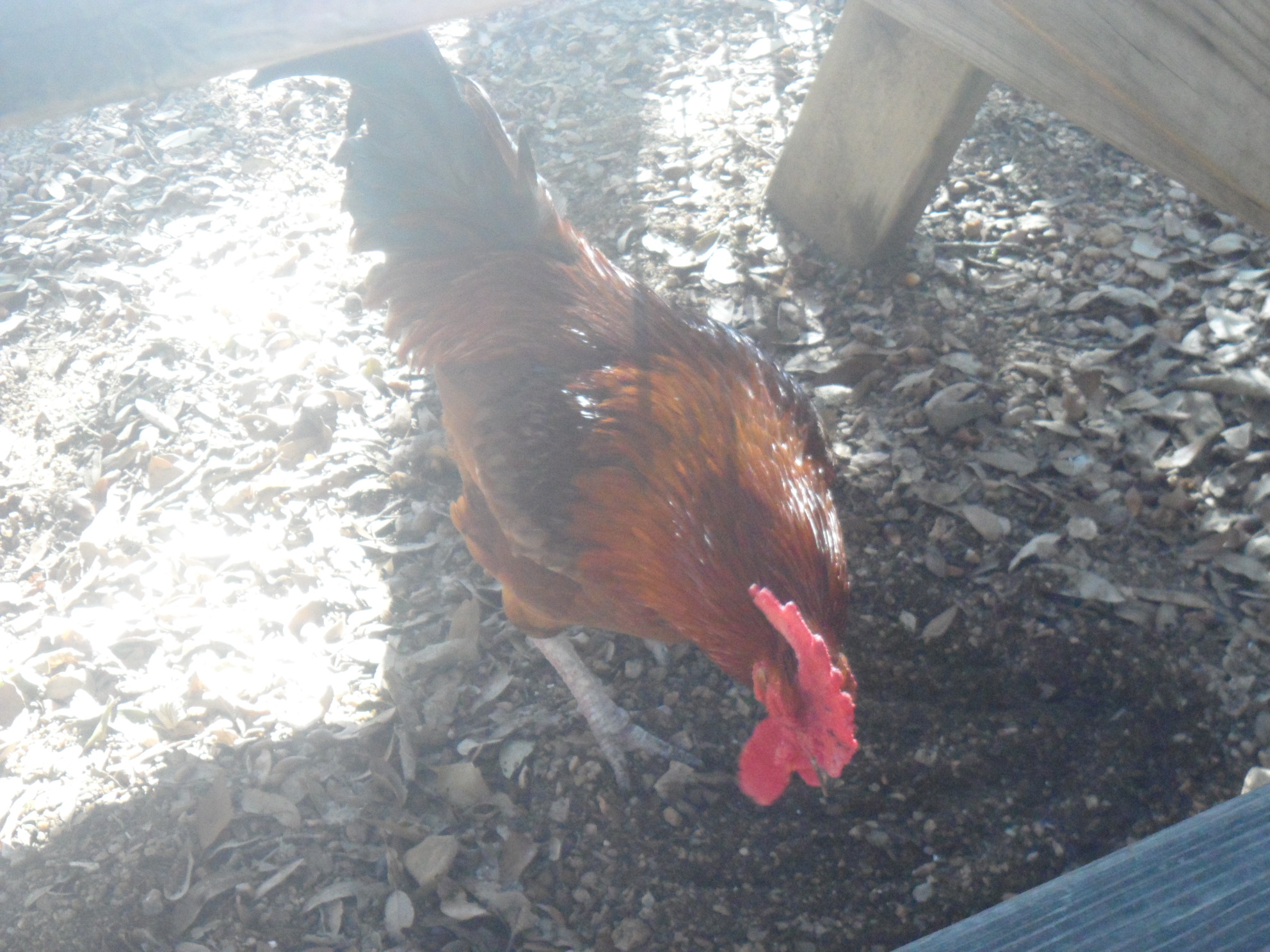 The rooster under our table.