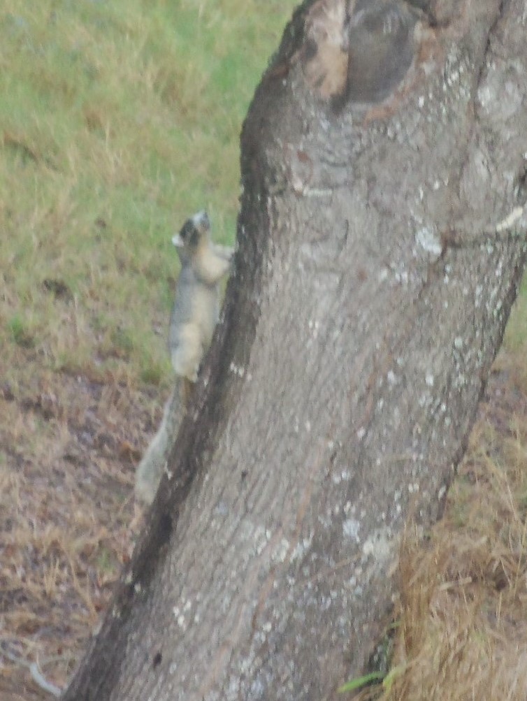 I took a picture of this squirrel because the guide said something about it but I don't remember what it was.  Endangered perhaps...? Fox Squirrel??
