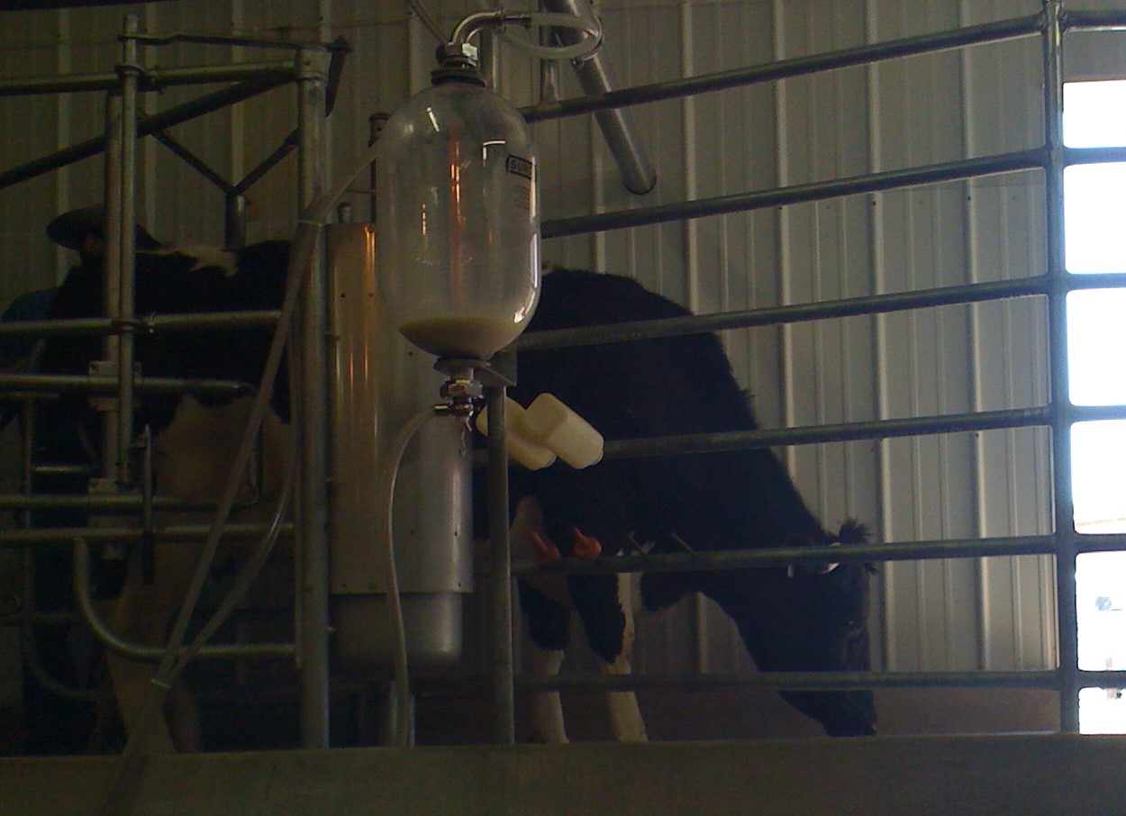 Milking demonstrations in the Skaggs Dairy Barn