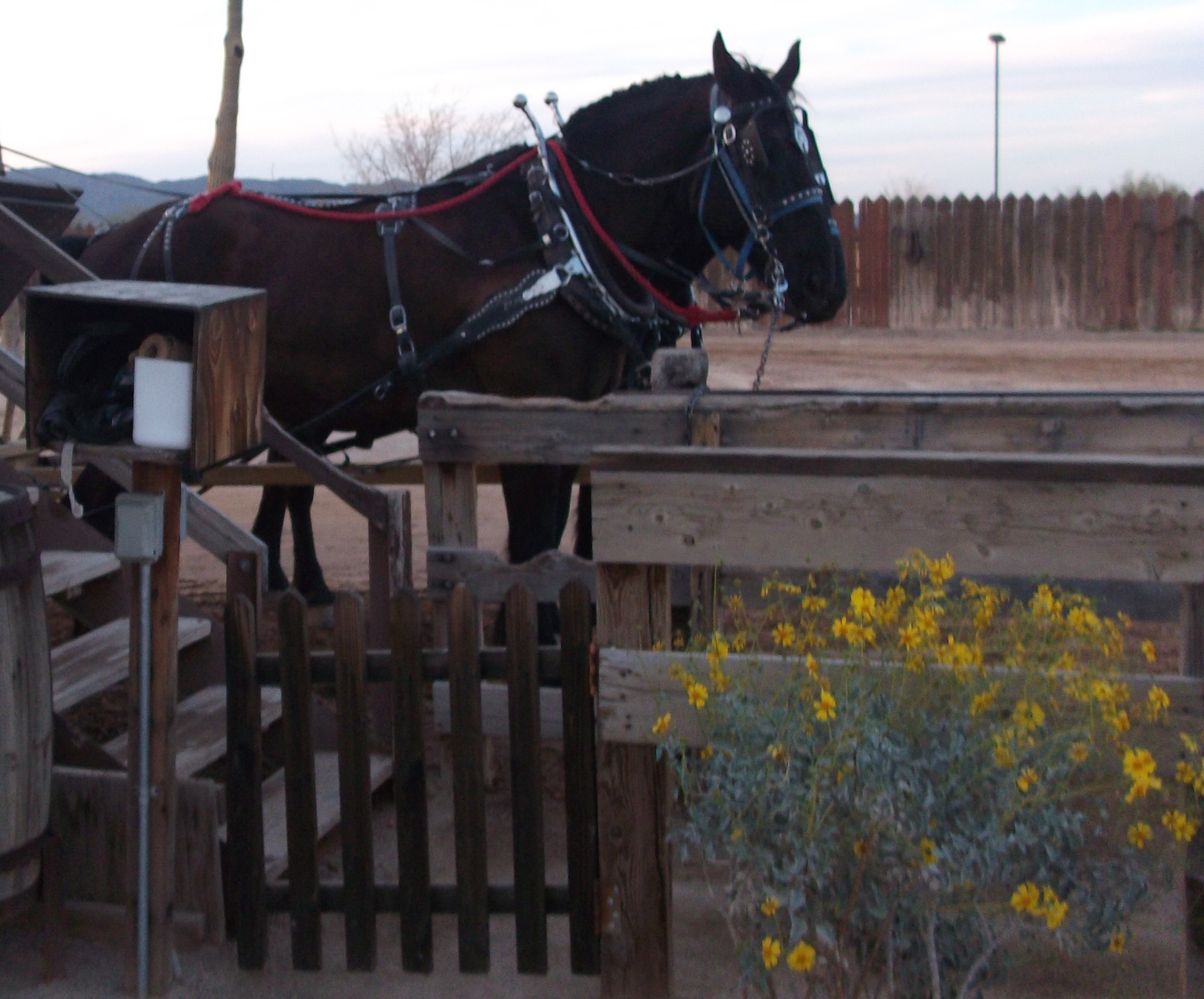 Here are the horses that pulled the stagecoach. According to the website, the stagecoach is now pulled by mules.