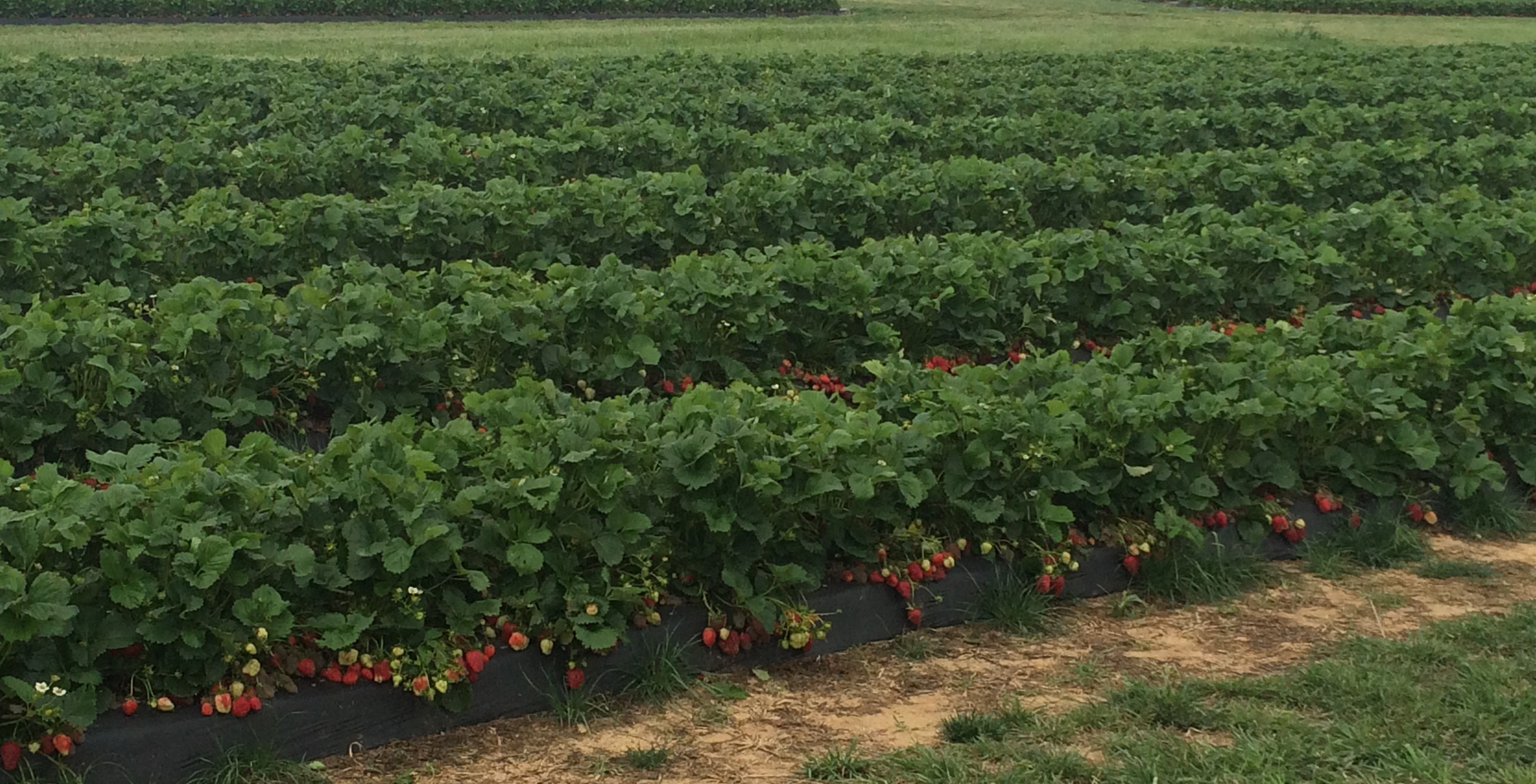 Rows of Strawberries
