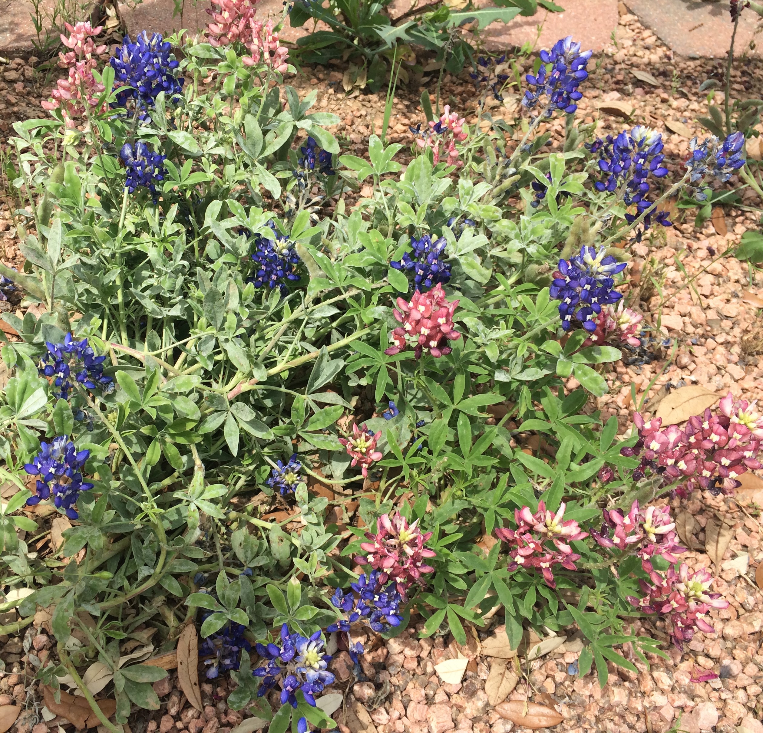This is our state flower- the Bluebonnet. The most common Bluebonnet that we see is the blue one but there also red and white ones.  They had a field of all 3 but my picture is blurry.
