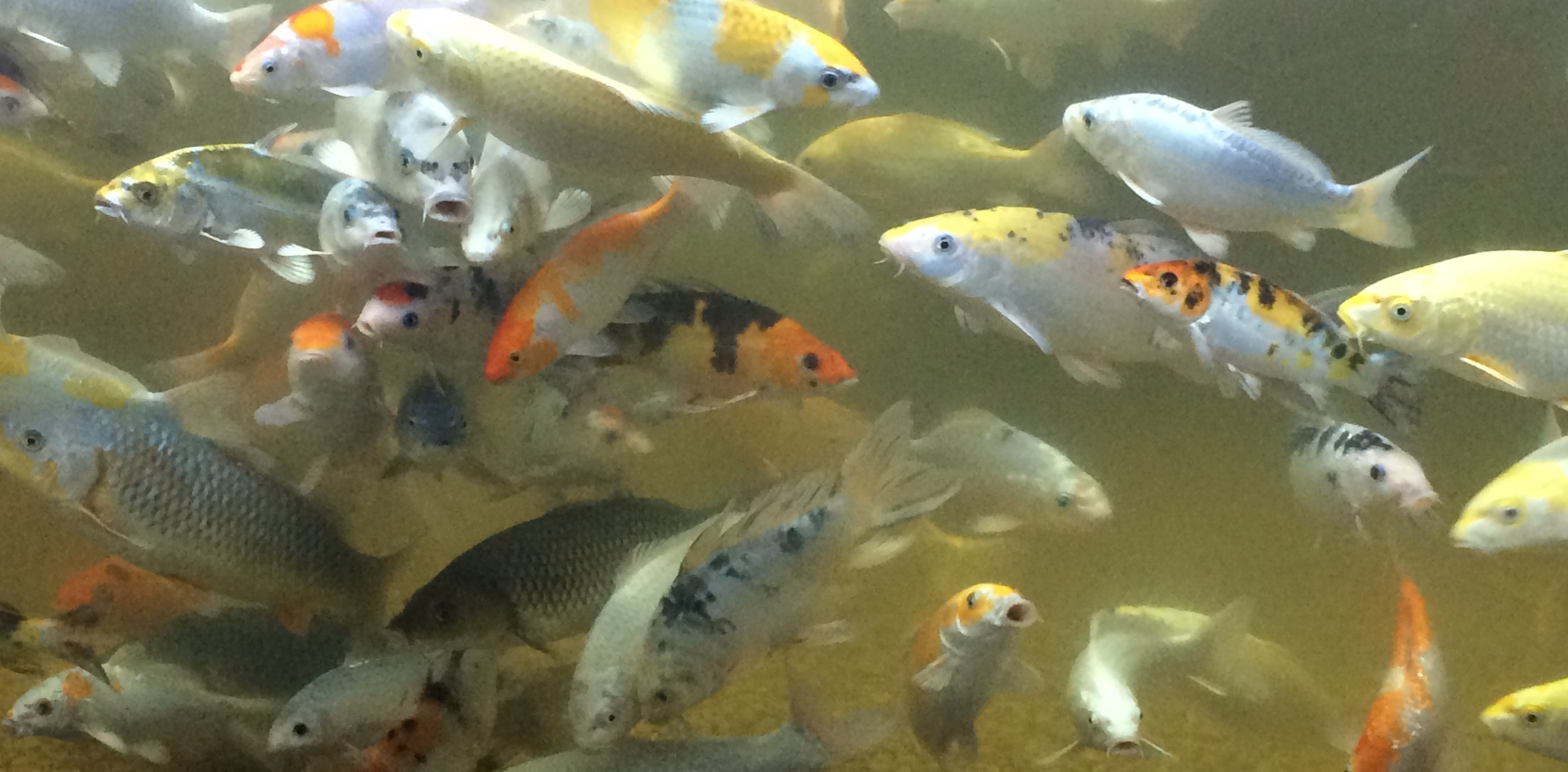 Here are the hungry koi fish.