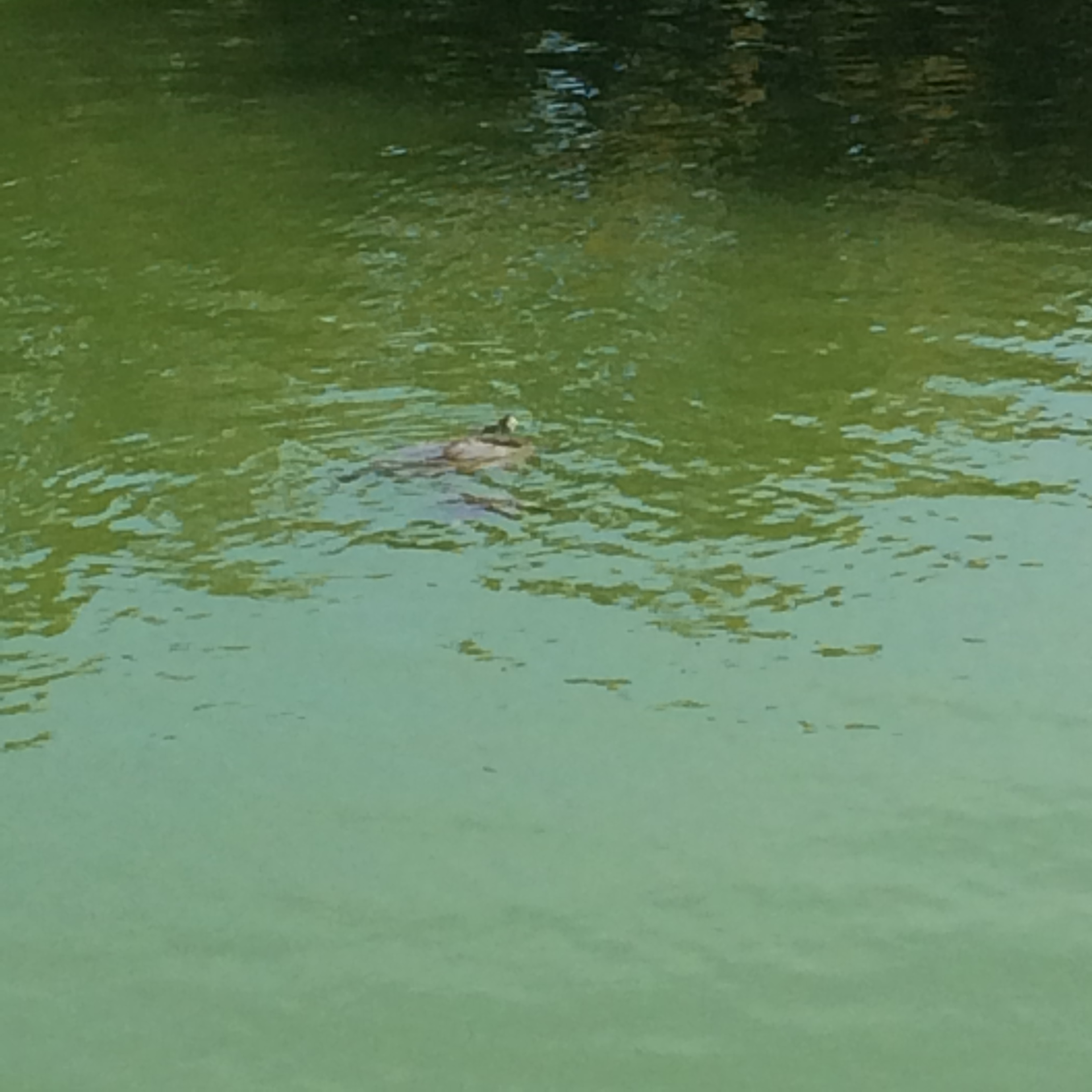 You probably can't tell but this is a picture of a turtle. I took several pictures but really this is the best I've got. They wouldn't keep their heads up long enough for me to get a good picture.